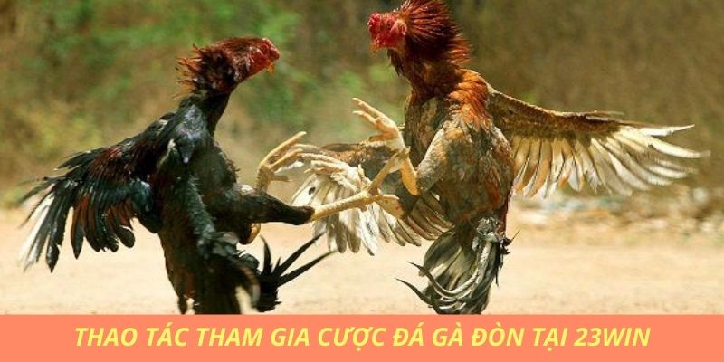 Các bước tham gia đá gà đòn