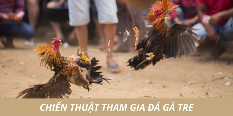 Chiến thuật đá gà tre