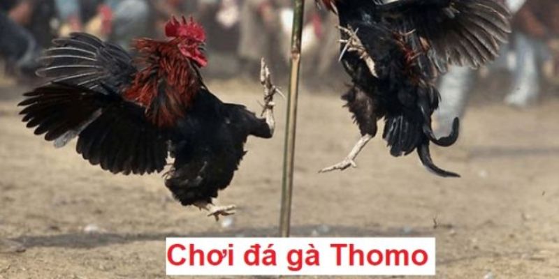 Ưu điểm đá gà thomo