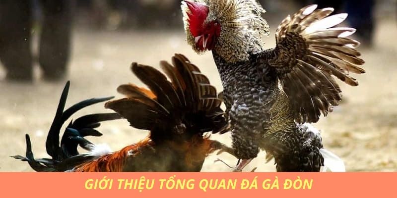 Giới thiệu đá gà đòn