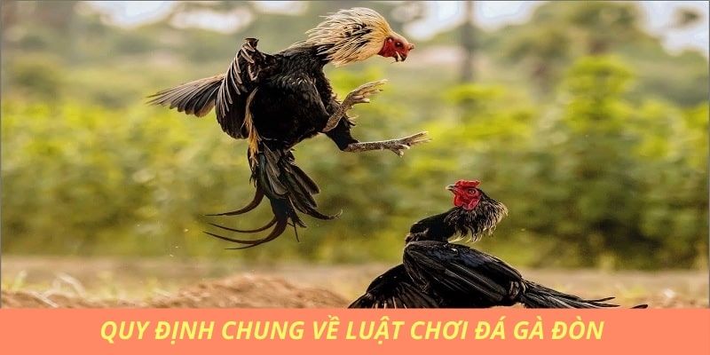 Quy định đá gà đòn