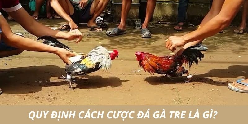 Quy định đá gà tre