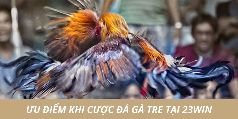 Ưu điểm đá gà tre