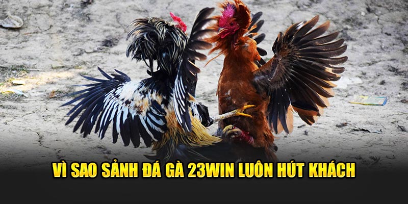 Sảnh đá gà tại 23win luôn hút khách